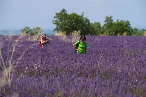 Lost in an ocean of lavender in Valensole (04)