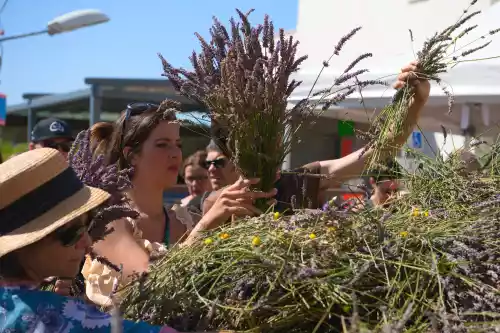 Chacun fait son bouquet de lavande...