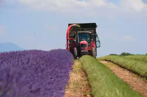 Récolte de la lavande à Valensole (04)