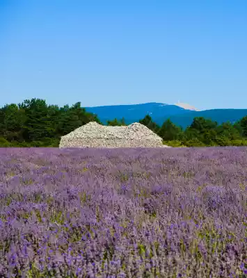 Borie dans un champ de lavande Mont ventoux en arriere plan