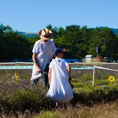 un coupeur de lavande en herbe à la fete de la lavande de sault