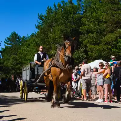 défilé d'attelages à la fête de la lavande de Sault