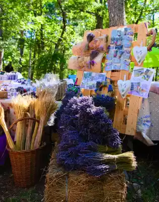 bouquets de lavande à Sault