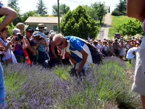 fetes de la lavande