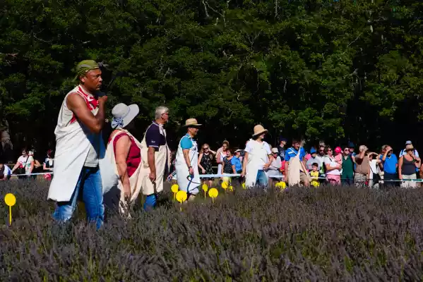 Départ du concours amateur de coupe de la lavande à la faucille 2018 à Sault