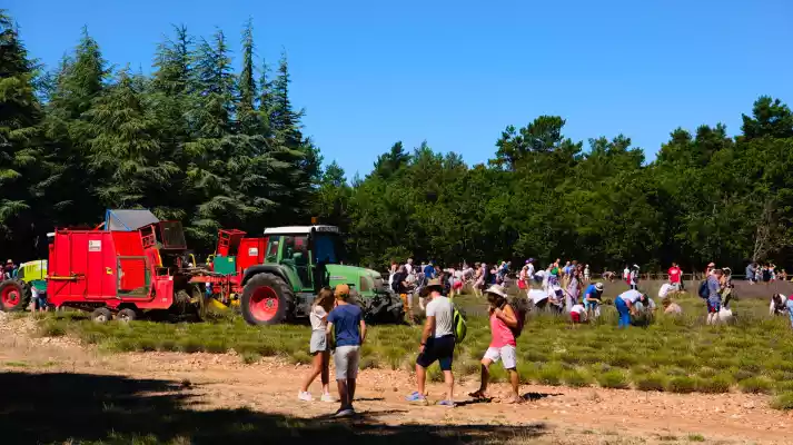 cueillette de lavande la lavande par le public