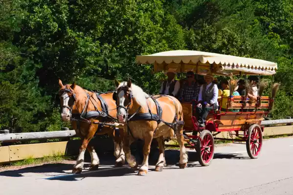 promenade en caleche pour rejoindre la fete de la lavande de sault