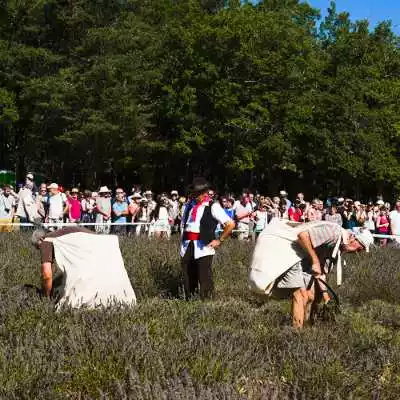 fete de la lavande Sault 2018 concours de coupe manuelle