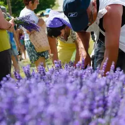 fete de la lavande 2015 à ferrassieres